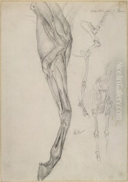 Anatomical Studies of Horse's Legs - view 1