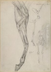 Anatomical Studies of Horse's Legs by Carl Larsson