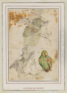 Studies of Parrots and Other Birds by Giovanni da Udine