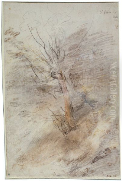 Study of a Tree - view 1