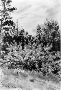 Blommande frukttrad, Varby