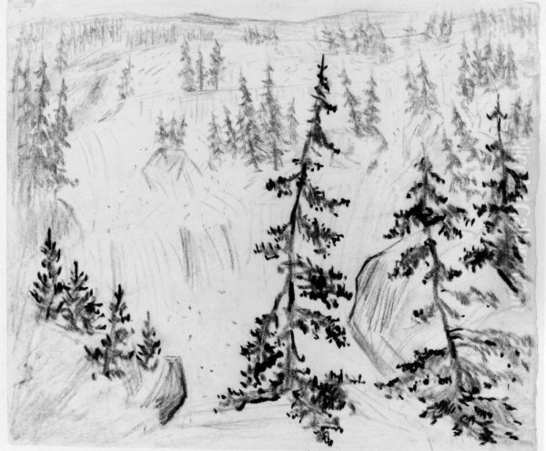 Granskog och klippblock - view 1