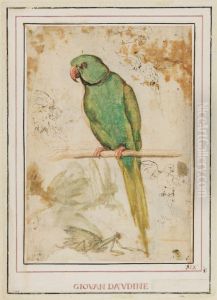 A Green Parrot and Further Sketches of Parrots and Mantises by Giovanni da Udine