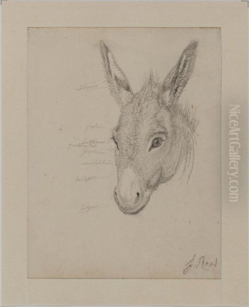 Head of a Donkey - view 1