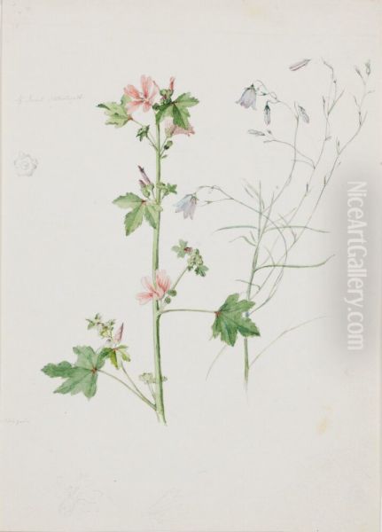 Botanical Study, Mallow and Bluebell - view 1
