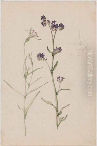 Study of Flowers, Common Corncockle and Common Bugloss - view 1