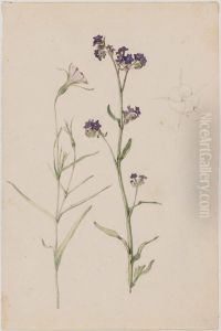 Study of Flowers, Common Corncockle and Common Bugloss