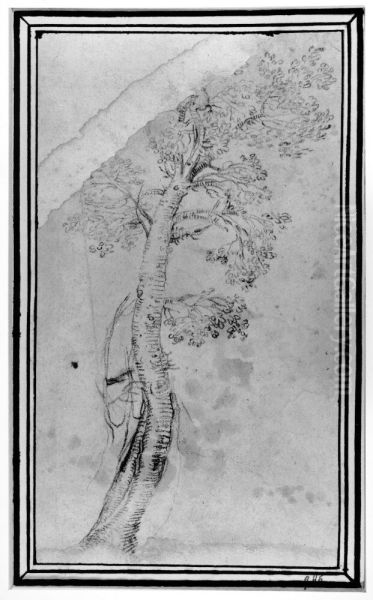 Study of a tree - view 1