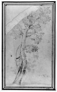 Study of a tree by Annibale Carracci