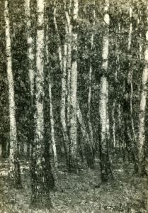 Forest interior Forest interior