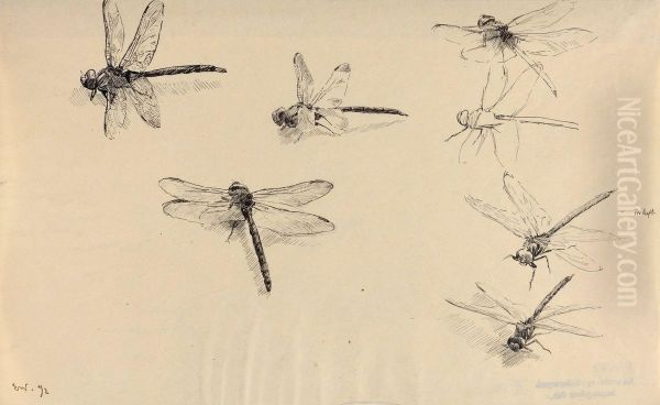 Dragonflies - view 1