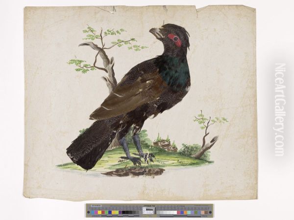 A male black-billed capercaillie in a landscape - view 1