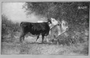 Zwei Kuhe auf der Weide by Heinrich Johann Von Zugel