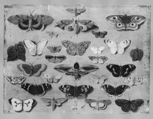 30 butterflies 30 butterflies
