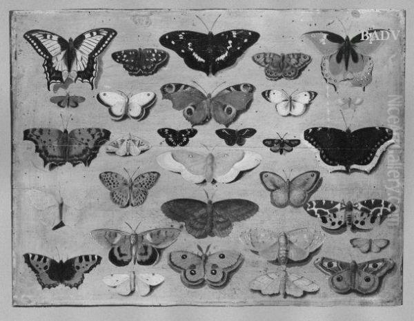 30 butterflies - view 1