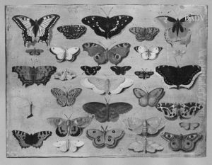 30 butterflies 30 butterflies
