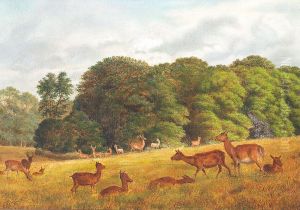 Deer grazing in Dyrehaven. by Axel Schovelin