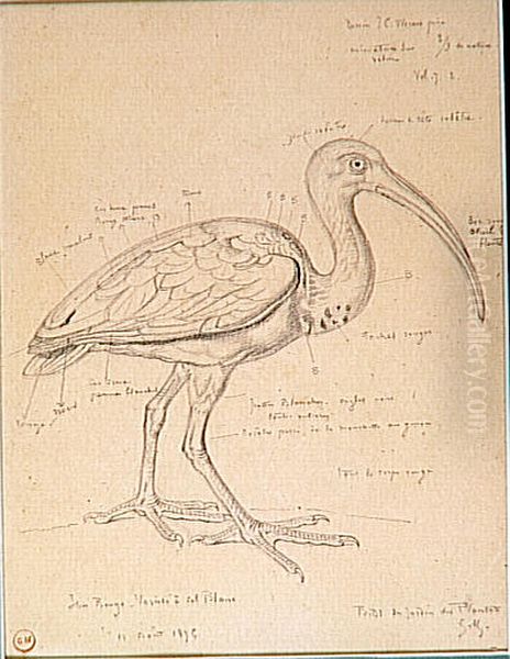 Etude d'un ibis rouge - view 1