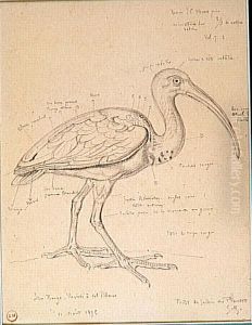 Etude d'un ibis rouge