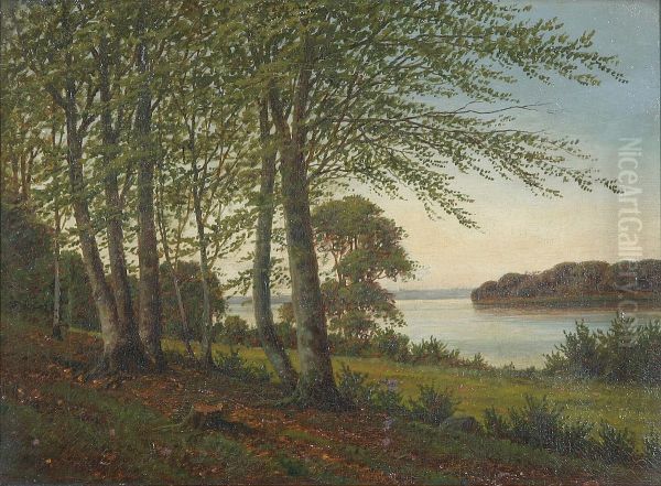 A Danish beech forest near an inlet. - view 1