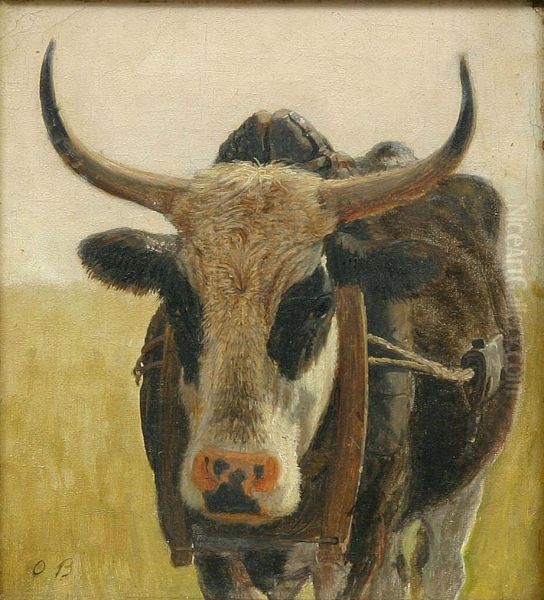 A black and white ox. - view 1