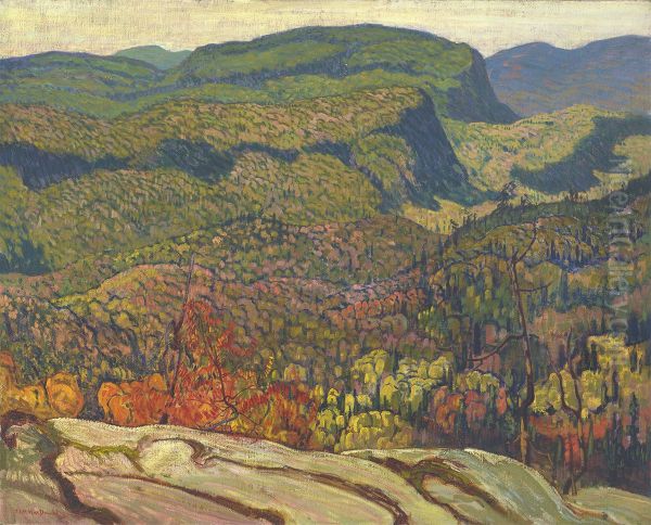 Forest Wilderness - view 1