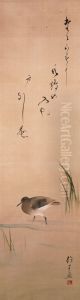 Waterbird and Grass