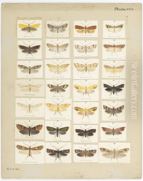 Plate XXX. The butterflies and moths of New Zealand. - view 1