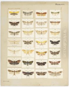 Plate XXX. The butterflies and moths of New Zealand. by George Vernon Hudson