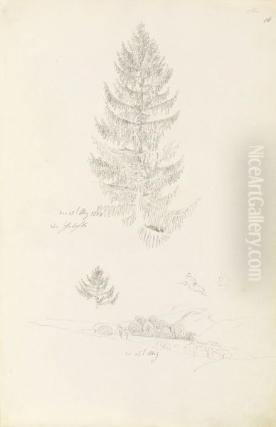 Grantre; landskap - view 1