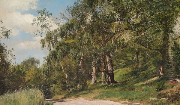 Birch trees at a gravel road. - view 1