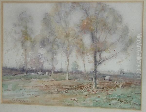 Sheep Grazing By Trees - view 1