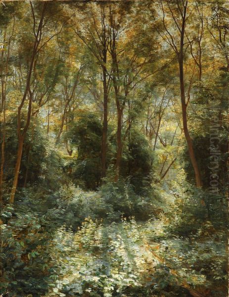 Sunshine in a dense forest - view 1