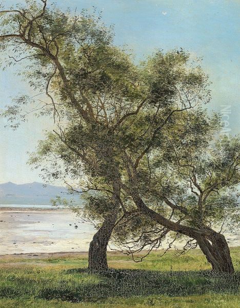 Old willow trees at Folle beach. - view 1
