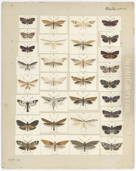 Plate XXXIII. The butterflies and moths of New Zealand. - view 1
