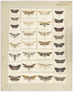 Plate XXXIII. The butterflies and moths of New Zealand. by George Vernon Hudson