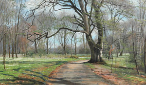 Spring forest with anemones and beech trees