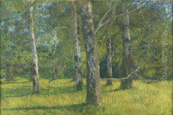 Birches in Laxenburg - view 1