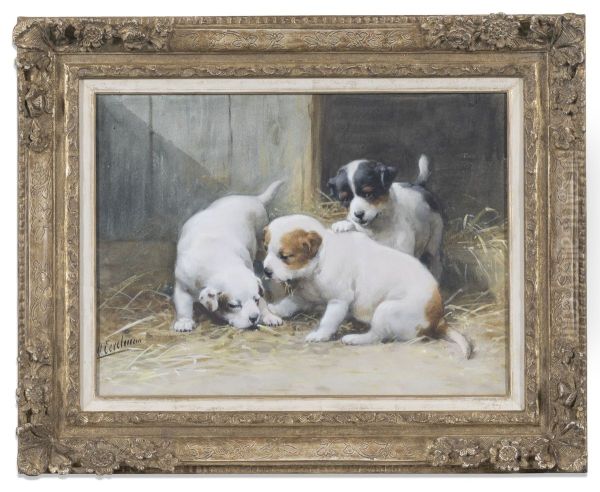 Spelende St. Bernardpups, - view 1