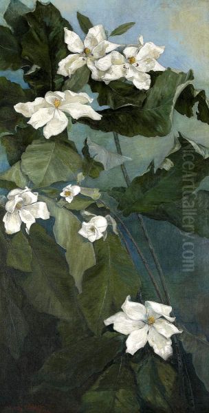 Magnolia Macrophylla - view 1
