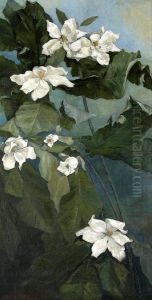 Magnolia Macrophylla