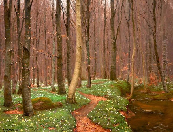 Beech forest with anemones in bloom and a small stream. - view 1
