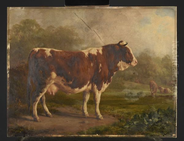 Vache a robe blanche et rousse - view 1