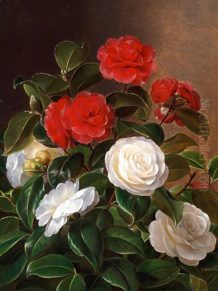 Red and white camellia - view 1