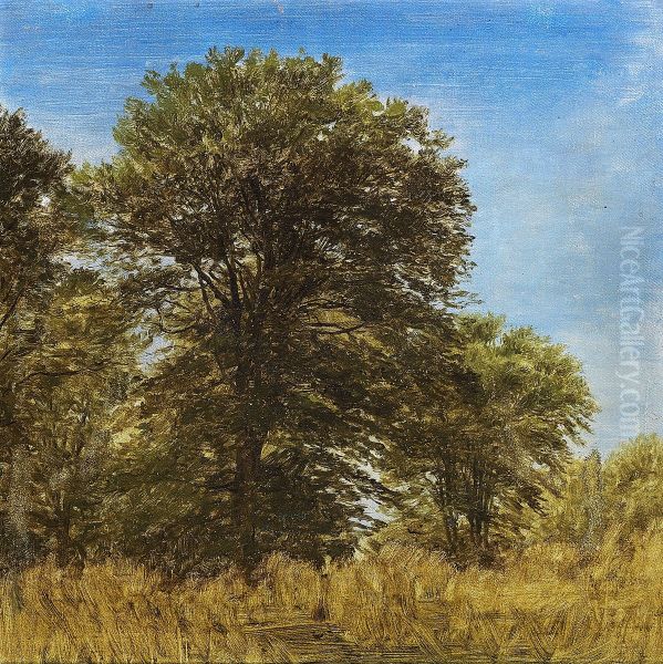 Tall trees under a clear sky on a summer day. - view 1