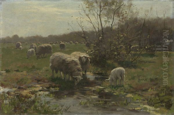 Schapen op de hei bij Lunteren - view 1