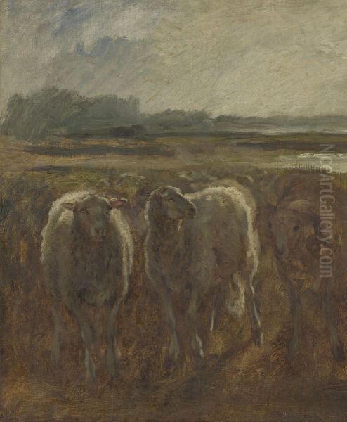 Schapen - view 1