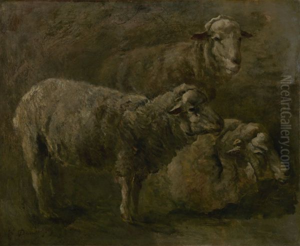 Sheep - view 1
