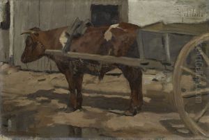 Draught ox