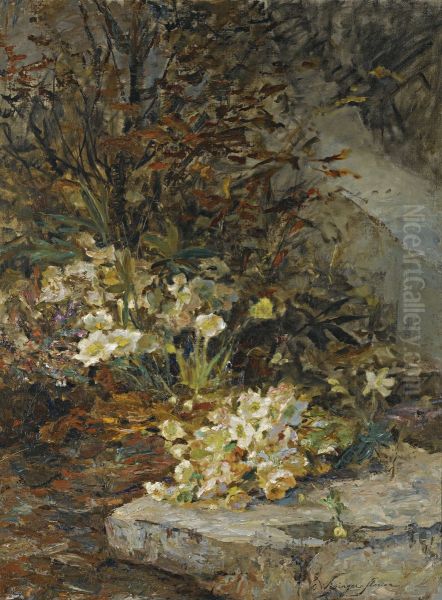Hellebores - view 1